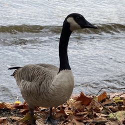 Millvale Riverfront Park