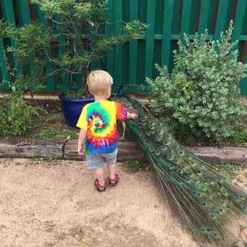 Austin Zoo - Love the peacocks killing about - Zoos Near Me - Austin, Texas