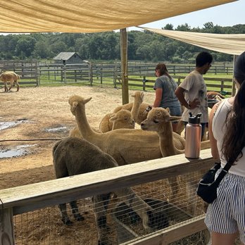 Island Alpaca - Knitting Supplies Near Me - Oak Bluffs, Massachusetts
