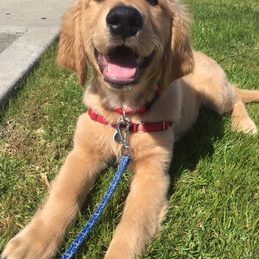 A Bark Idea - Howie getting some leash training from Cami. - Pet Training Near Me - Redondo Beach, California A Bark Idea - Howie getting some leash training from Cami. - Pet Training Near Me - Redondo Beach, California