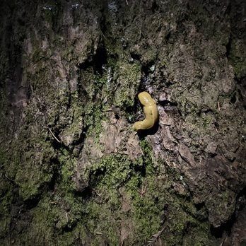 Jedediah Smith Redwoods State Park - Banana Slug - Parks Near Me
