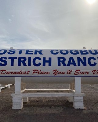ROOSTER COGBURN OSTRICH RANCH - 1033 Photos & 307 Reviews ...