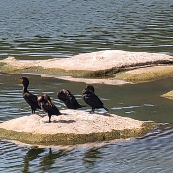 Lake Hemet - Cormorants - Hiking Near Me - Mountain Center, California Lake Hemet - Cormorants - Hiking Near Me - Mountain Center, California