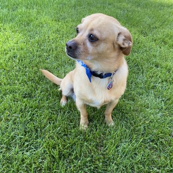 Clipz Pet Salon - Odin - Pet Groomers Near Me - Upland, California