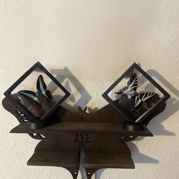 Curated Gems - Papilio eurymedon and blue triangle butterfly - Video Game Stores Near Me - Spokane, Washington Curated Gems - Papilio eurymedon and blue triangle butterfly - Video Game Stores Near Me - Spokane, Washington