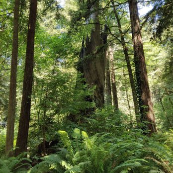 The Ramblin' Redwoods Campground - Campgrounds Near Me - Crescent City, California