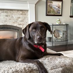 Sycamore Lane Kennels & Farm - My high energy Cali!