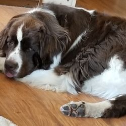 Doggie Styles by Jenny - Sully all clean and handsome