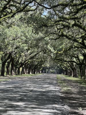 Wormsloe Historic Site by null