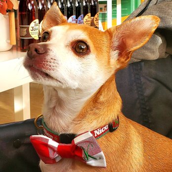 Old Salt Merchants - a dog wearing a bow tie - Herbs & Spices Near Me - Berkeley, California