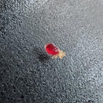 Heat Pest Services - Freshly fed baby bedbug - Pest Control Near Me Heat Pest Services - Freshly fed baby bedbug - Pest Control Near Me