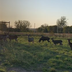 Paris Deer Park