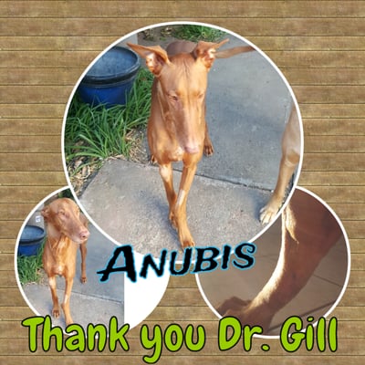 Haymont Veterinary Clinic Closed 122 Photos 117 Reviews Veterinarians 25886 Mission Blvd Hayward Ca Phone Number