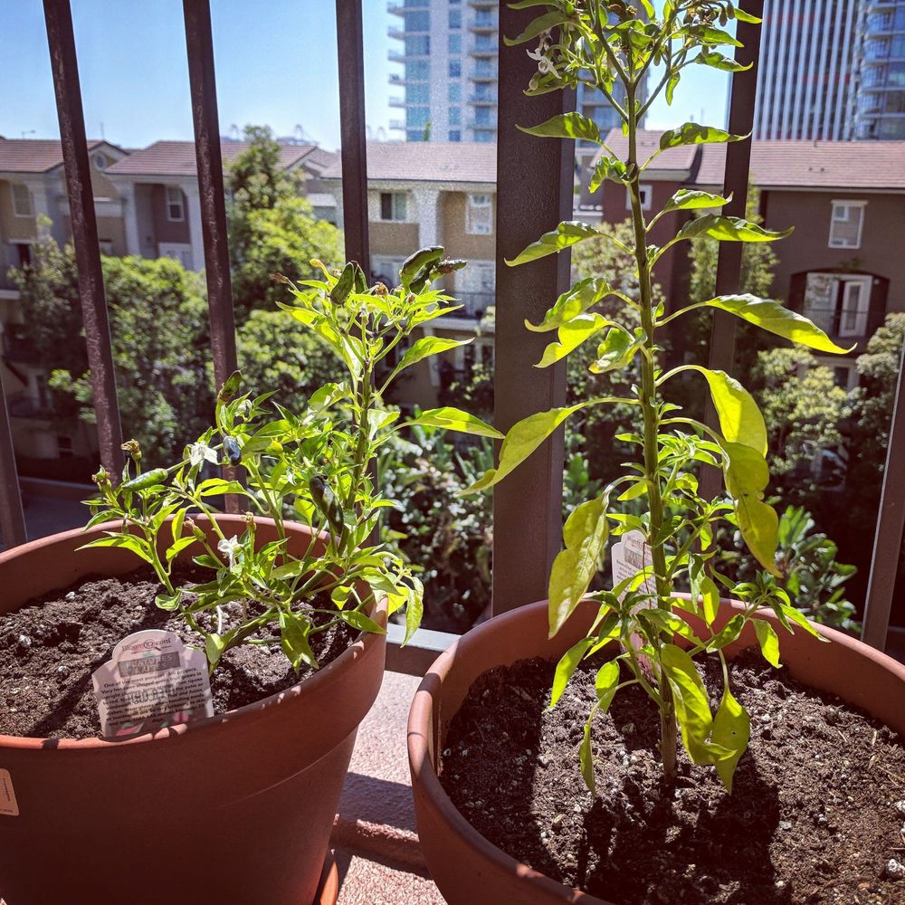 The chili plants I picked up including the soil and pots I was reccommened to buy with them The chili plants I picked up including the soil and pots I was reccommened to buy with them