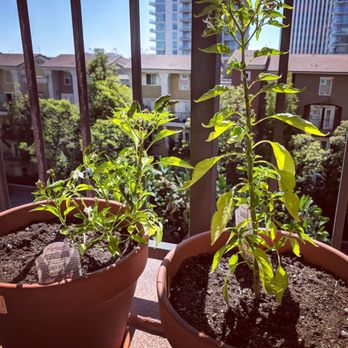Brita's Old Town Garden - The chili plants I picked up including the soil and pots I was reccommened to buy with them - Nurseries & Gardening Near Me - Seal Beach, California Brita's Old Town Garden - The chili plants I picked up including the soil and pots I was reccommened to buy with them - Nurseries & Gardening Near Me - Seal Beach, California