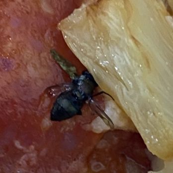 Pizza Hut - Fly cooked in with my pizza. - Pizza Near Me - Balch Springs, Texas Pizza Hut - Fly cooked in with my pizza. - Pizza Near Me - Balch Springs, Texas