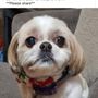 Canine Design