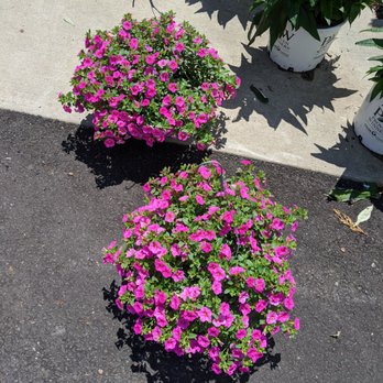 Brenckles Greenhouses - two potted flowers - Nurseries & Gardening Near Me - Pittsburgh, Pennsylvania