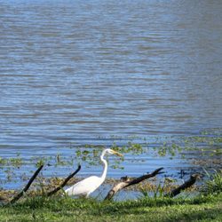 Gretna City Park - Great Egret