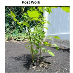 Pavement Services