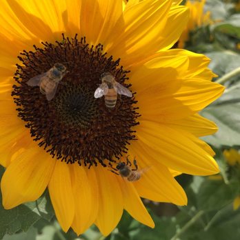 Beasley's Orchard - Bees doing their work on the farm! - Farmers Market Near Me - Danville, Indiana