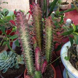 Flores y Plantas