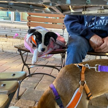 Howley's Restaurant - Pet friendly! - Diners Near Me - West Palm Beach, Florida Howley's Restaurant - Pet friendly! - Diners Near Me - West Palm Beach, Florida