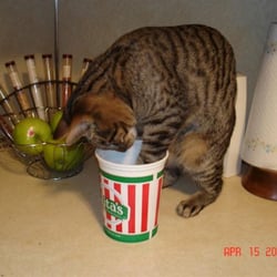 Rita's Italian Ice & Frozen Custard