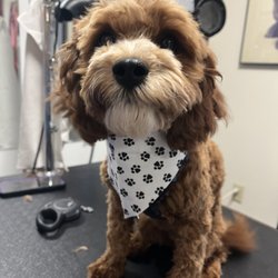 Dog Bath & Beyond