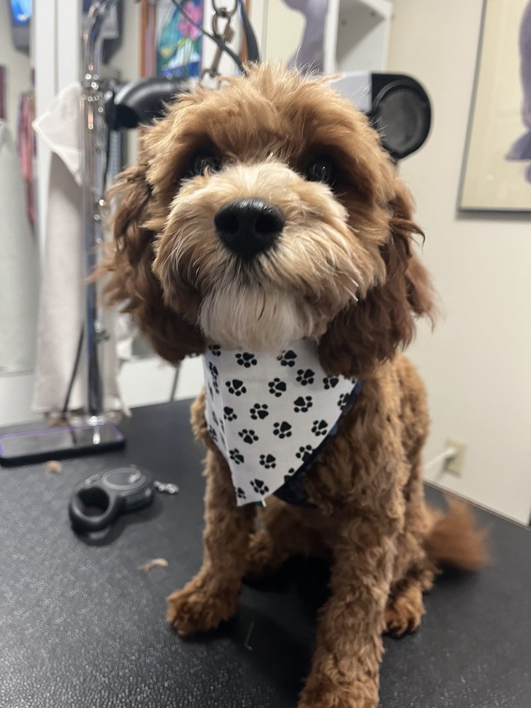 Dog Bath & Beyond - pet boarding facility in Bayonne, NJ
