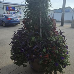 22nd Street Bar and Grill Decatur Il and Connies Country Greenhouse Plants.