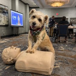 TME Training - Gizmo is just too cute.