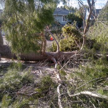 California Tree Design - Before - Tree Services Near Me California Tree Design - Before - Tree Services Near Me