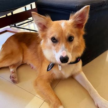 VIP DOGS Fast Grooming - Pet Groomers Near Me