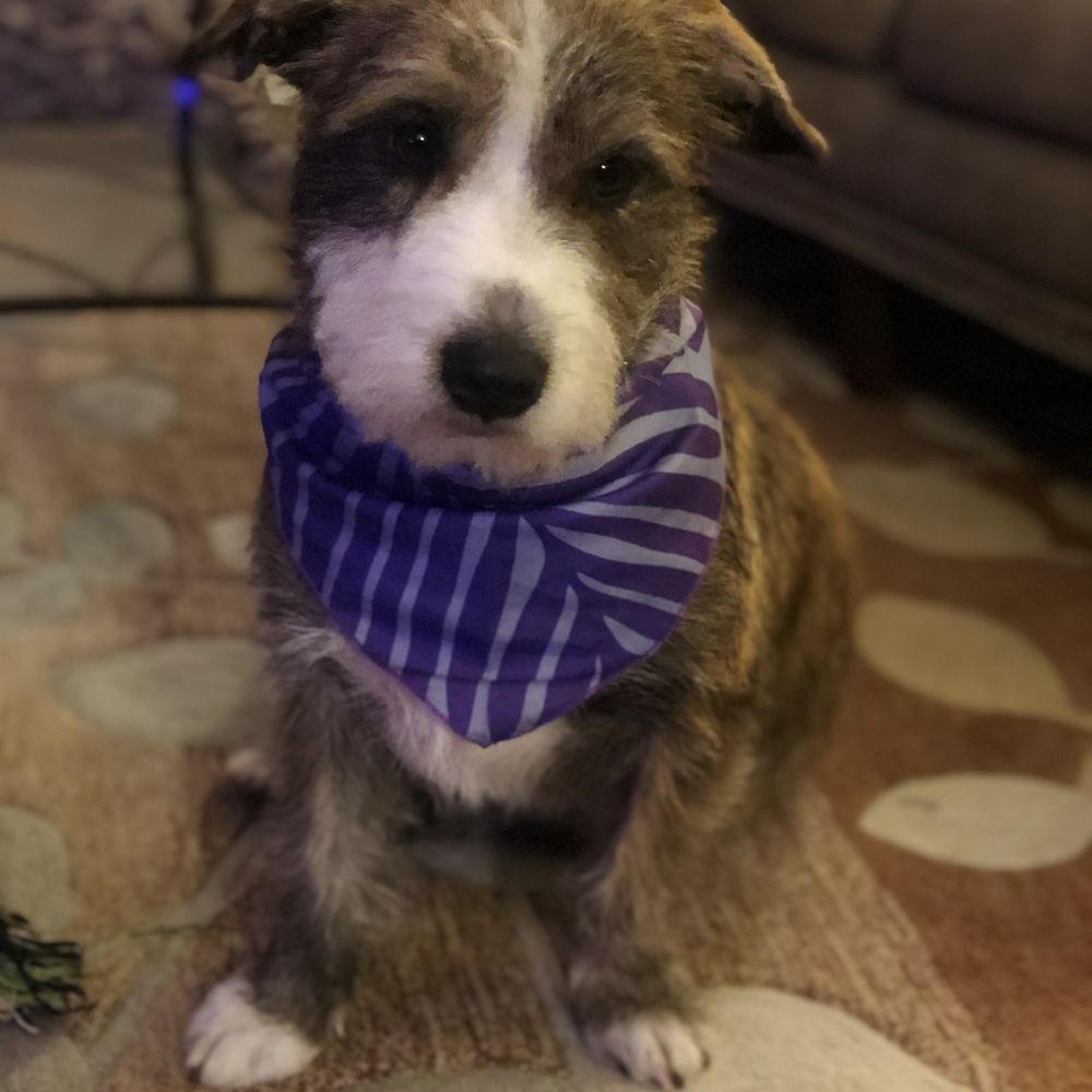 Petco - "Ok, Mom. I know I'm adorable, but enough with the pictures" - Pet Stores Near Me - Fenton, Missouri Petco - "Ok, Mom. I know I'm adorable, but enough with the pictures" - Pet Stores Near Me - Fenton, Missouri