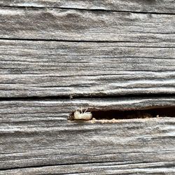 Monterey Vista Termite Control - Drywood termite foraging. The home has been treated and he is no longer with us!!