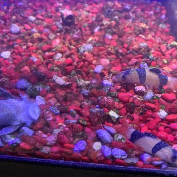 Koolau Pets Plants & Ponds - clown loaches with ich, dead pleco - Pet Stores Near Me - Kaneohe, Hawaii