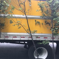 NJ Plants and Trees - "Lush trees" promised in reality looked like these pictured.