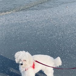 Snobby Dog Spaw - Cotton at the beach