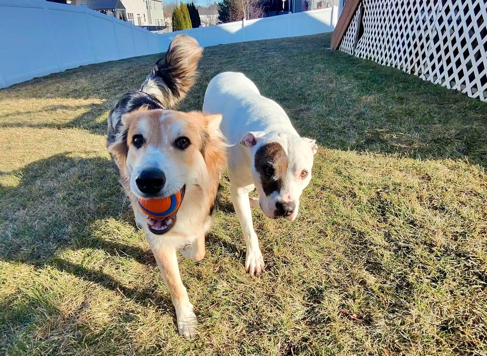 Bentonville Pet Care - pet boarding facility in Bentonville, AR