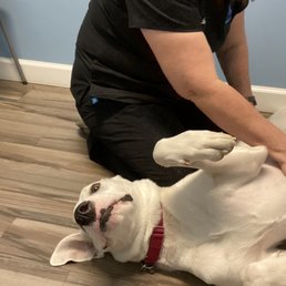 Moose milking his injury for more belly rubs