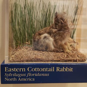 Putnam Museum and Science Center - Museums Near Me - Davenport, Iowa Putnam Museum and Science Center - Museums Near Me - Davenport, Iowa