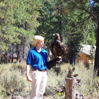 High Desert Museum - High Desert Museum, Bird of Prey show - Museums Near Me - Bend, Oregon