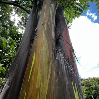 The Magic of Maui Experience - Rainbow Eucalyptus - Tours Near Me - Kihei, Hawaii The Magic of Maui Experience - Rainbow Eucalyptus - Tours Near Me - Kihei, Hawaii