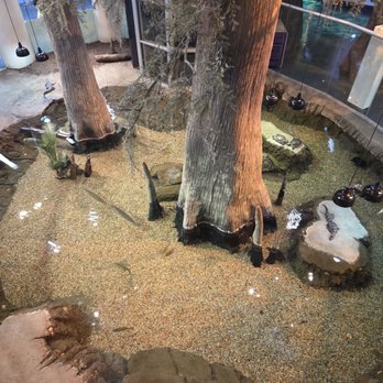 Orlando Science Center - swamp - Museums Near Me - Orlando, Florida