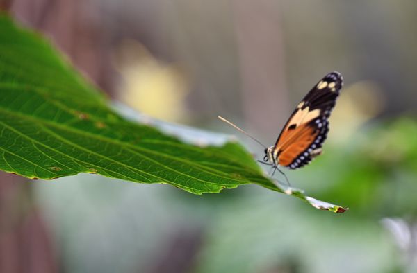 Saint Louis Zoo by null