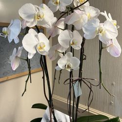 Sharon Care Center - Orchids I received.