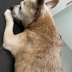 The Integrative Veterinary Center of Richmond - Acupuncture