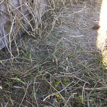 Tree Works - Cut branches left behind - Tree Services Near Me - Burnaby, British Columbia Tree Works - Cut branches left behind - Tree Services Near Me - Burnaby, British Columbia