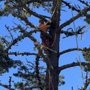 Photo of Green Life Tree Service
